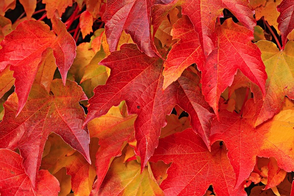 How to Bring Autumn Into Your Home